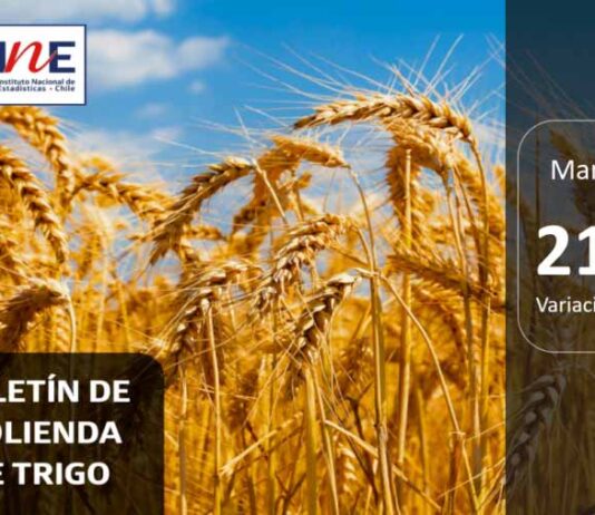 INE Biobío publica cifras de molienda de trigo correspondiente a marzo de 2025