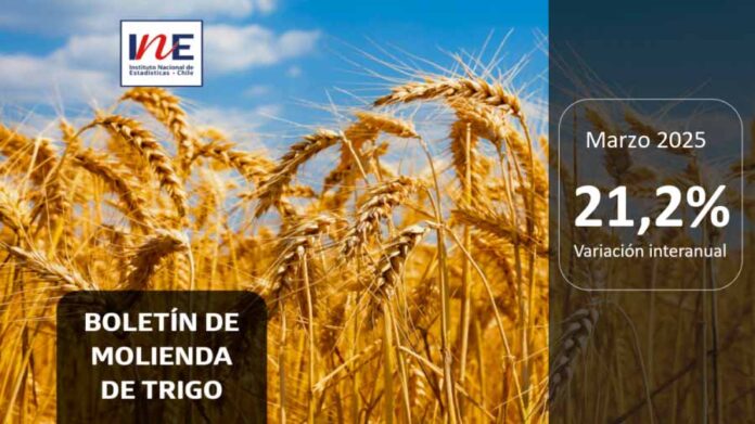 INE Biobío publica cifras de molienda de trigo correspondiente a marzo de 2025