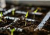 Chile y UPOV 91: un debate pendiente sobre propiedad intelectual agrícola