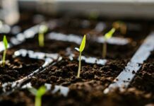 Chile y UPOV 91: un debate pendiente sobre propiedad intelectual agrícola