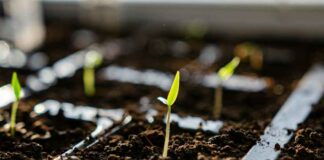 Chile y UPOV 91: un debate pendiente sobre propiedad intelectual agrícola