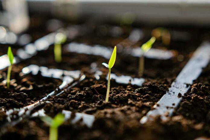 Chile y UPOV 91: un debate pendiente sobre propiedad intelectual agrícola