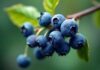Investigación busca potenciar el valor nutricional del arándano