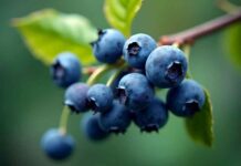 Investigación busca potenciar el valor nutricional del arándano