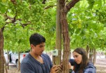 7 de mayo INIA y Corfo lanzan proyecto pionero para optimizar el uso de agua en uva de mesa con tecnologías de sensores