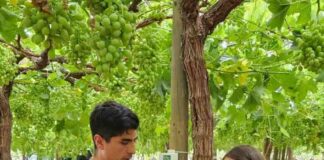 7 de mayo INIA y Corfo lanzan proyecto pionero para optimizar el uso de agua en uva de mesa con tecnologías de sensores