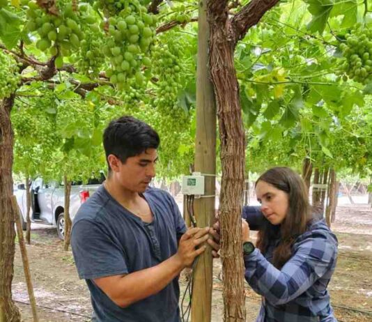 7 de mayo INIA y Corfo lanzan proyecto pionero para optimizar el uso de agua en uva de mesa con tecnologías de sensores
