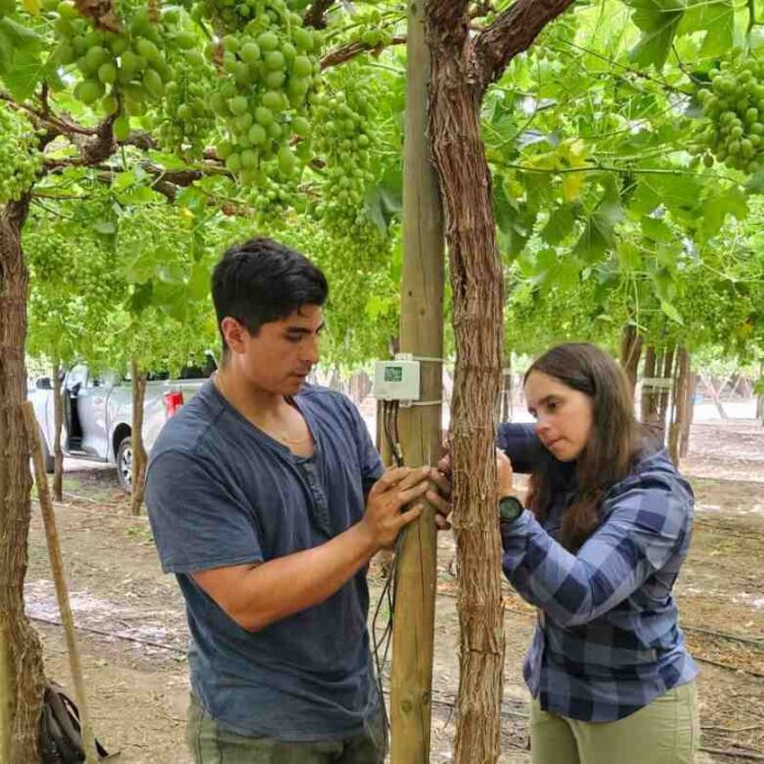 7 de mayo INIA y Corfo lanzan proyecto pionero para optimizar el uso de agua en uva de mesa con tecnologías de sensores