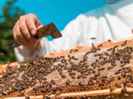 Agronomía UdeC inaugura NeuroBeeLab un nuevo laboratorio dedicado al estudio de la neurociencia en abejas