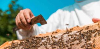 Agronomía UdeC inaugura NeuroBeeLab un nuevo laboratorio dedicado al estudio de la neurociencia en abejas