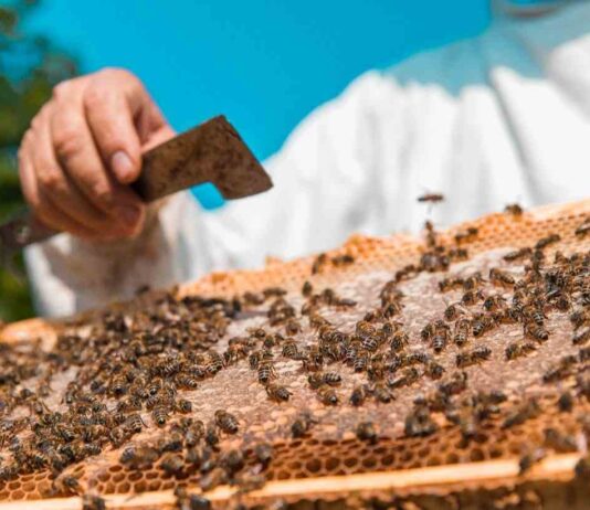 Agronomía UdeC inaugura NeuroBeeLab un nuevo laboratorio dedicado al estudio de la neurociencia en abejas