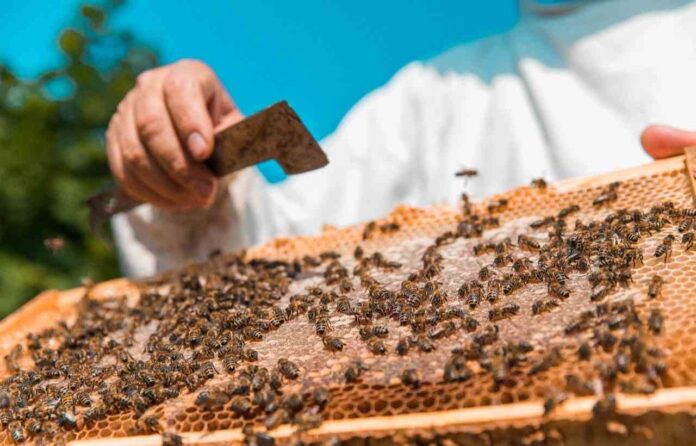 Agronomía UdeC inaugura NeuroBeeLab un nuevo laboratorio dedicado al estudio de la neurociencia en abejas