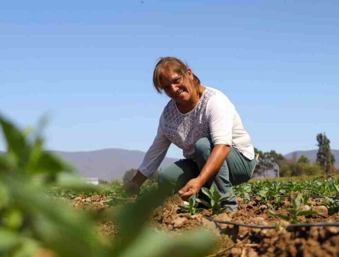 CNR dispone recursos para apoyar el desarrollo del riego de las y los pequeños agricultores de Atacama y Coquimbo