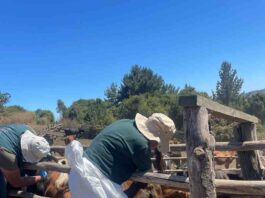 CONADI y SAG Biobío firman convenio de colaboración para muestreo de brucelosis bovina