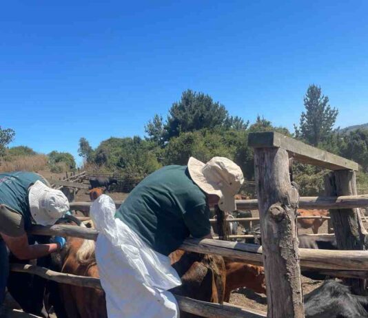 CONADI y SAG Biobío firman convenio de colaboración para muestreo de brucelosis bovina