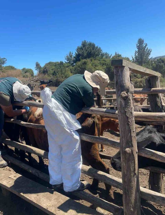 CONADI y SAG Biobío firman convenio de colaboración para muestreo de brucelosis bovina