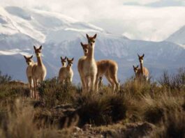 CONAF representó a Chile en la XXXV Comisión Técnica del Convenio de la Vicuña 2025 en Bolivia