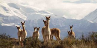CONAF representó a Chile en la XXXV Comisión Técnica del Convenio de la Vicuña 2025 en Bolivia