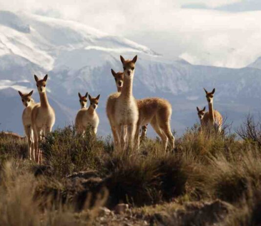 CONAF representó a Chile en la XXXV Comisión Técnica del Convenio de la Vicuña 2025 en Bolivia