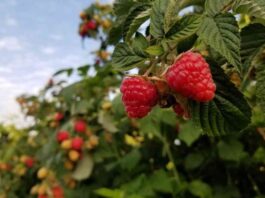 Cambio Climático: aumento de temperatura podría modificar la calidad de la frambuesa cultivada en Chile
