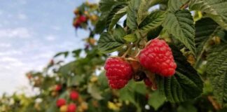 Cambio Climático: aumento de temperatura podría modificar la calidad de la frambuesa cultivada en Chile
