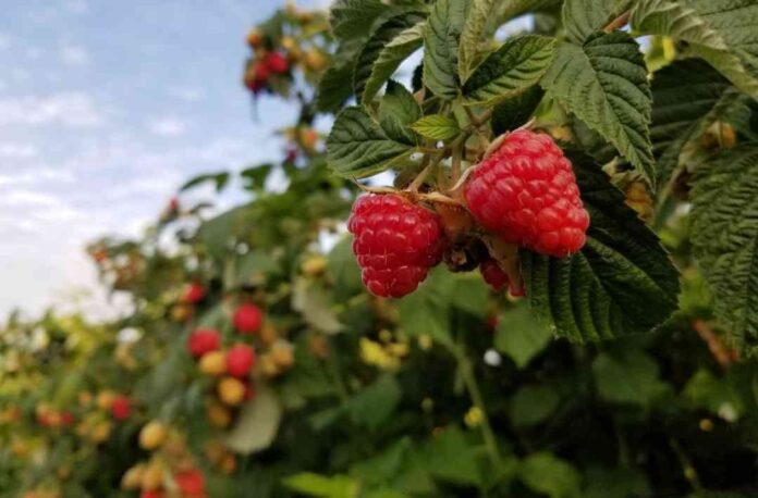 Cambio Climático: aumento de temperatura podría modificar la calidad de la frambuesa cultivada en Chile