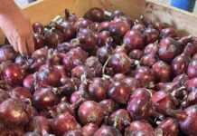 Cebolla con resistencia al Mildiu