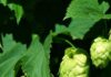 Cervecería Kunstmann y el rol del lúpulo innovación, origen y territorio en cada gota