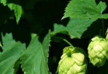 Cervecería Kunstmann y el rol del lúpulo innovación, origen y territorio en cada gota