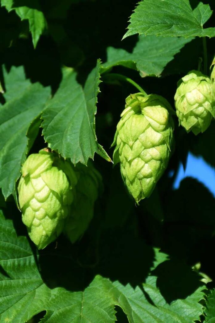 Cervecería Kunstmann y el rol del lúpulo innovación, origen y territorio en cada gota