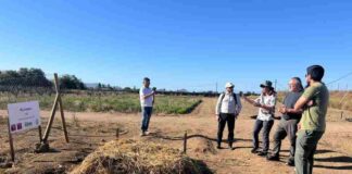 Científicos chilenos buscan convertir residuos salmoneros en fertilizante seguro, inocuo y de bajo costo para plantas 