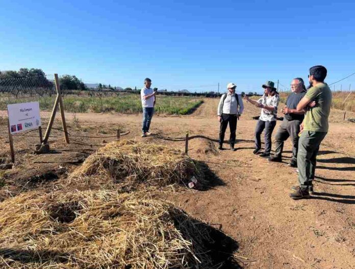 Científicos chilenos buscan convertir residuos salmoneros en fertilizante seguro, inocuo y de bajo costo para plantas 