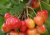 Con instalación de estaciones meteorológicas buscan mejorar competitividad de productores de cereza “Corazón de Paloma” de Quillón