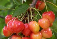 Con instalación de estaciones meteorológicas buscan mejorar competitividad de productores de cereza “Corazón de Paloma” de Quillón