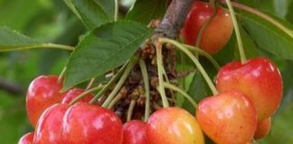 Con instalación de estaciones meteorológicas buscan mejorar competitividad de productores de cereza “Corazón de Paloma” de Quillón