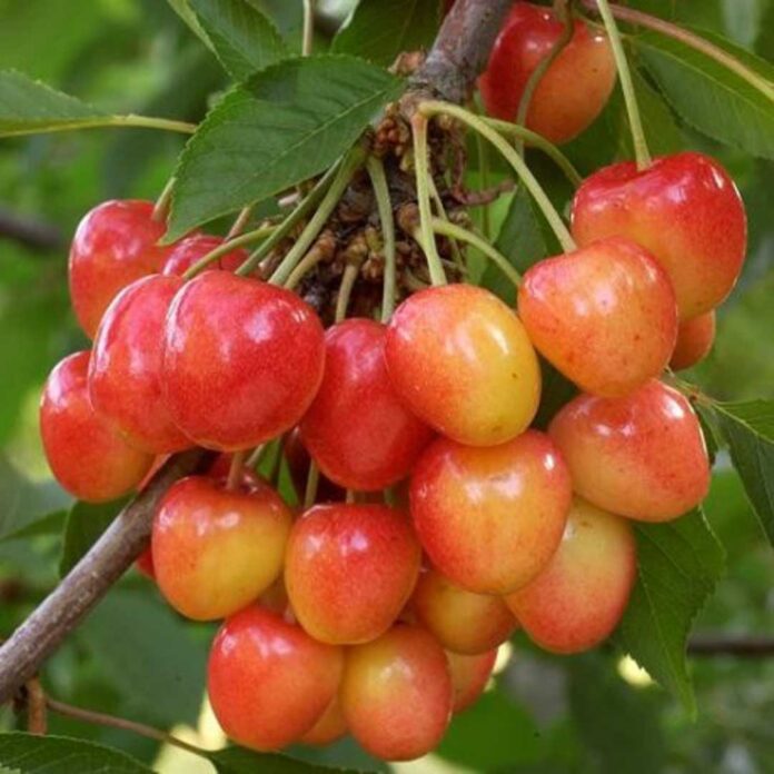 Con instalación de estaciones meteorológicas buscan mejorar competitividad de productores de cereza “Corazón de Paloma” de Quillón