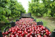 Conoce el programa y las principales novedades de CherryTech 2025 El evento técnico más importante de la industria cerecera