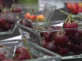 Crisis de la cereza chilena: expertos entregan claves para enfrentar consecuencias de la sobreoferta del mercado chino