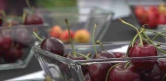 Crisis de la cereza chilena: expertos entregan claves para enfrentar consecuencias de la sobreoferta del mercado chino
