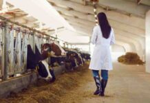 Día Mundial del Veterinario: ¿los cuidamos tanto como cuidan ellos a nuestros animales?