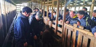 Día de Campo sobre manejo nutricional de ovinos y bovinos en INIA Butalcura
