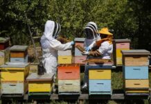 En el Día Mundial de las Abejas, SAG presenta guía sobre bienestar animal en la apicultura
