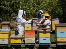 En el Día Mundial de las Abejas, SAG presenta guía sobre bienestar animal en la apicultura