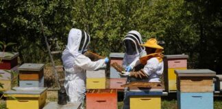 En el Día Mundial de las Abejas, SAG presenta guía sobre bienestar animal en la apicultura