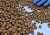 Exportaciones de avellana europea se diversifican con nuevos envíos al extranjero