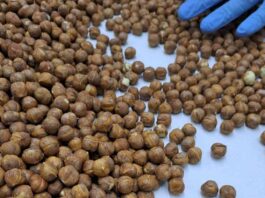 Exportaciones de avellana europea se diversifican con nuevos envíos al extranjero