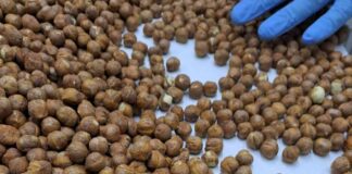 Exportaciones de avellana europea se diversifican con nuevos envíos al extranjero