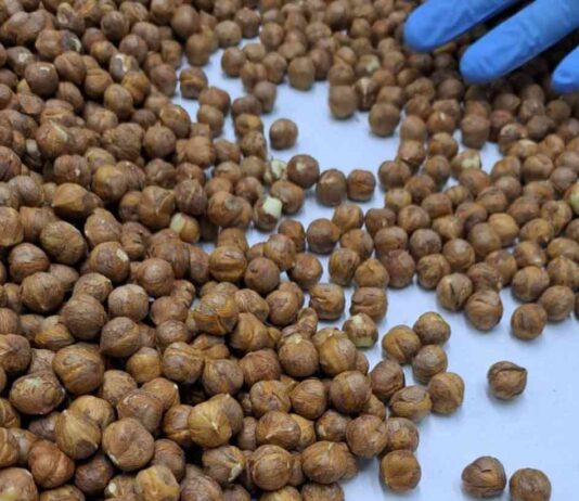 Exportaciones de avellana europea se diversifican con nuevos envíos al extranjero