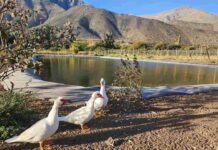 Familia de pequeños agricultores de Salamanca logra mayor eficiencia con obra de acumulación bonificada por la Ley de Riego