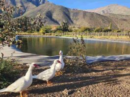 Familia de pequeños agricultores de Salamanca logra mayor eficiencia con obra de acumulación bonificada por la Ley de Riego